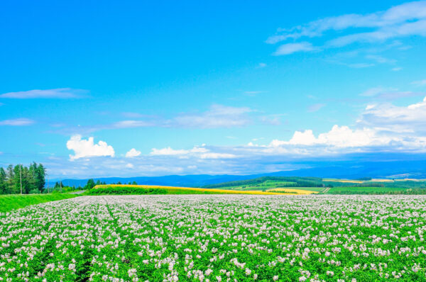 北海道賞花六天五夜行程規劃